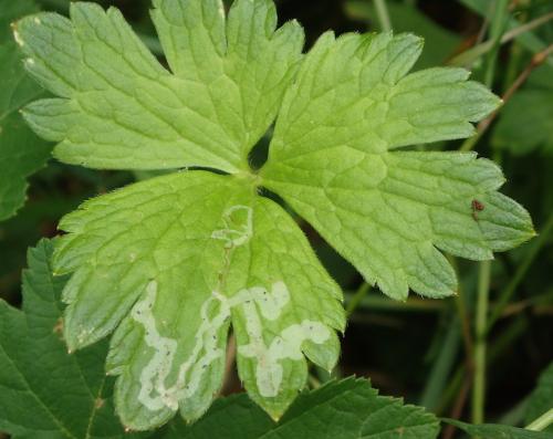 Phytomyza ranunculivora